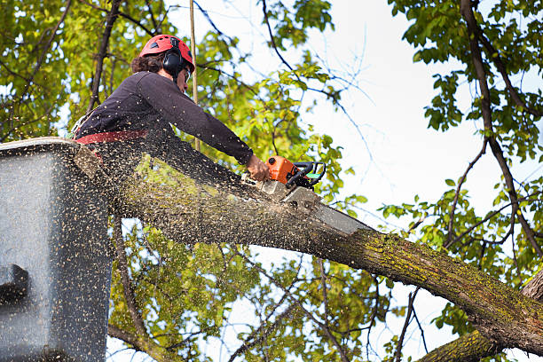 Why Choose Our Tree Removal Services in Mayville, ND?